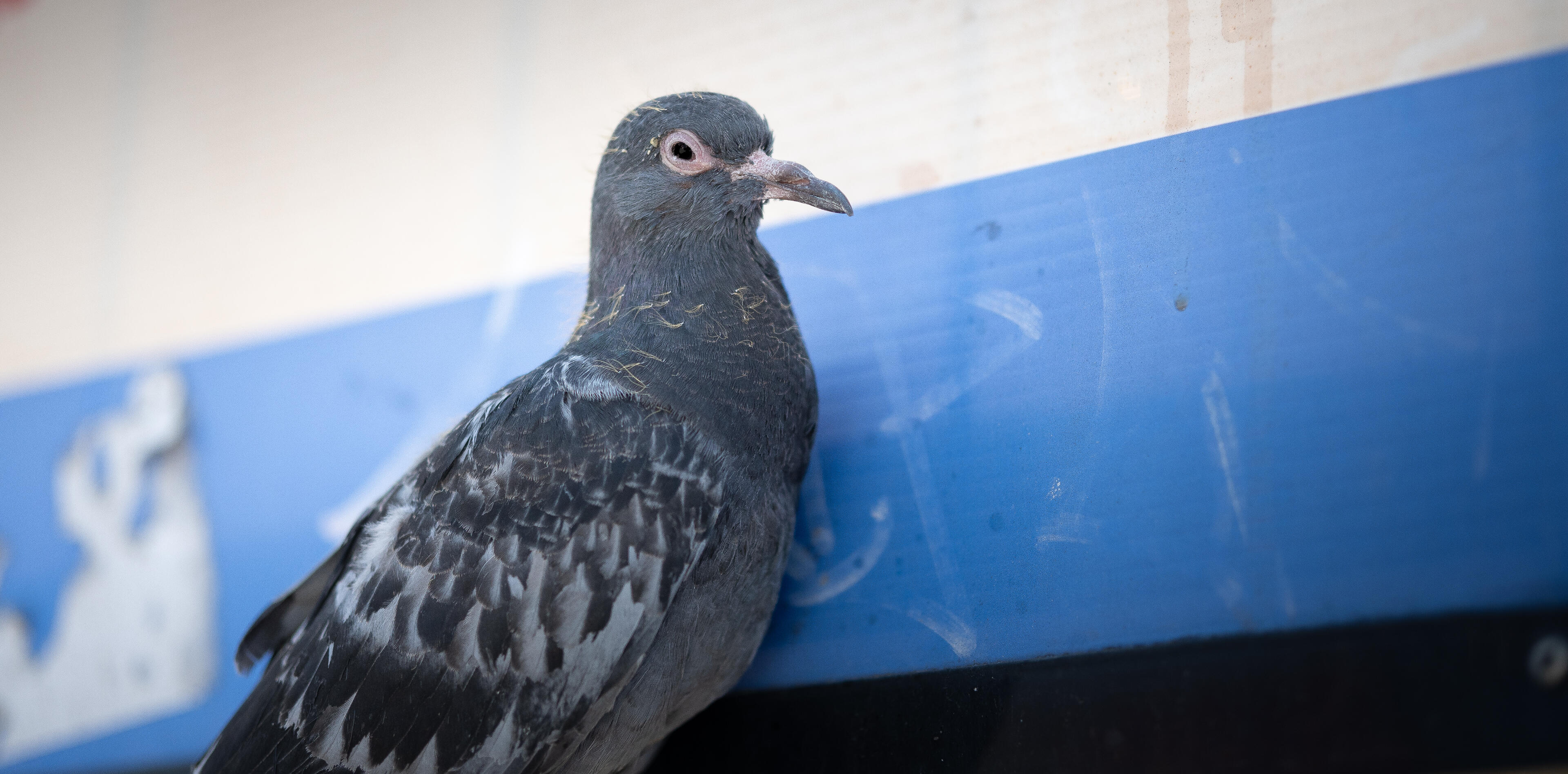 Animal shots — Eray Karatepe, 01
