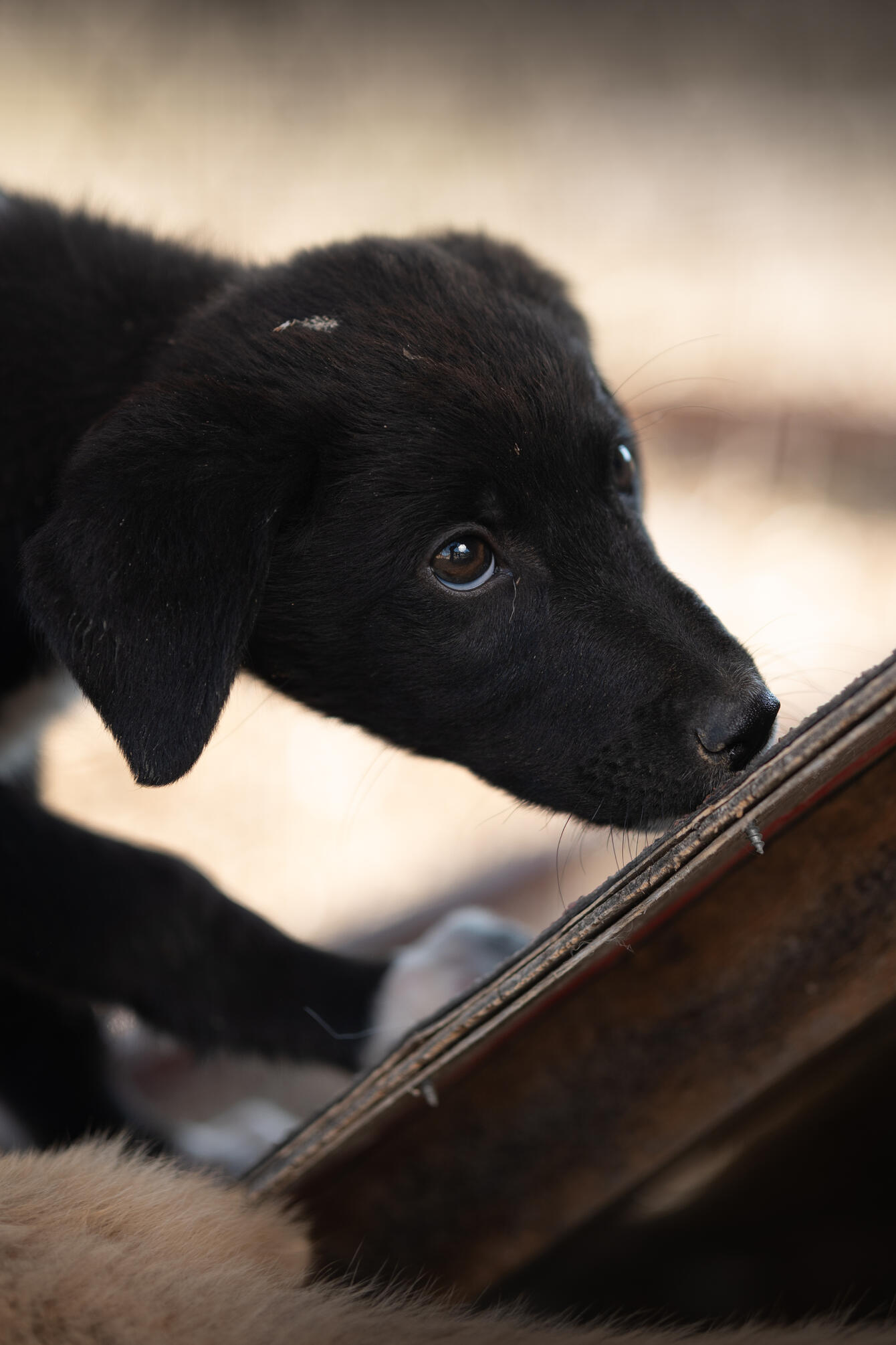 Animal shots — Eray Karatepe, 02