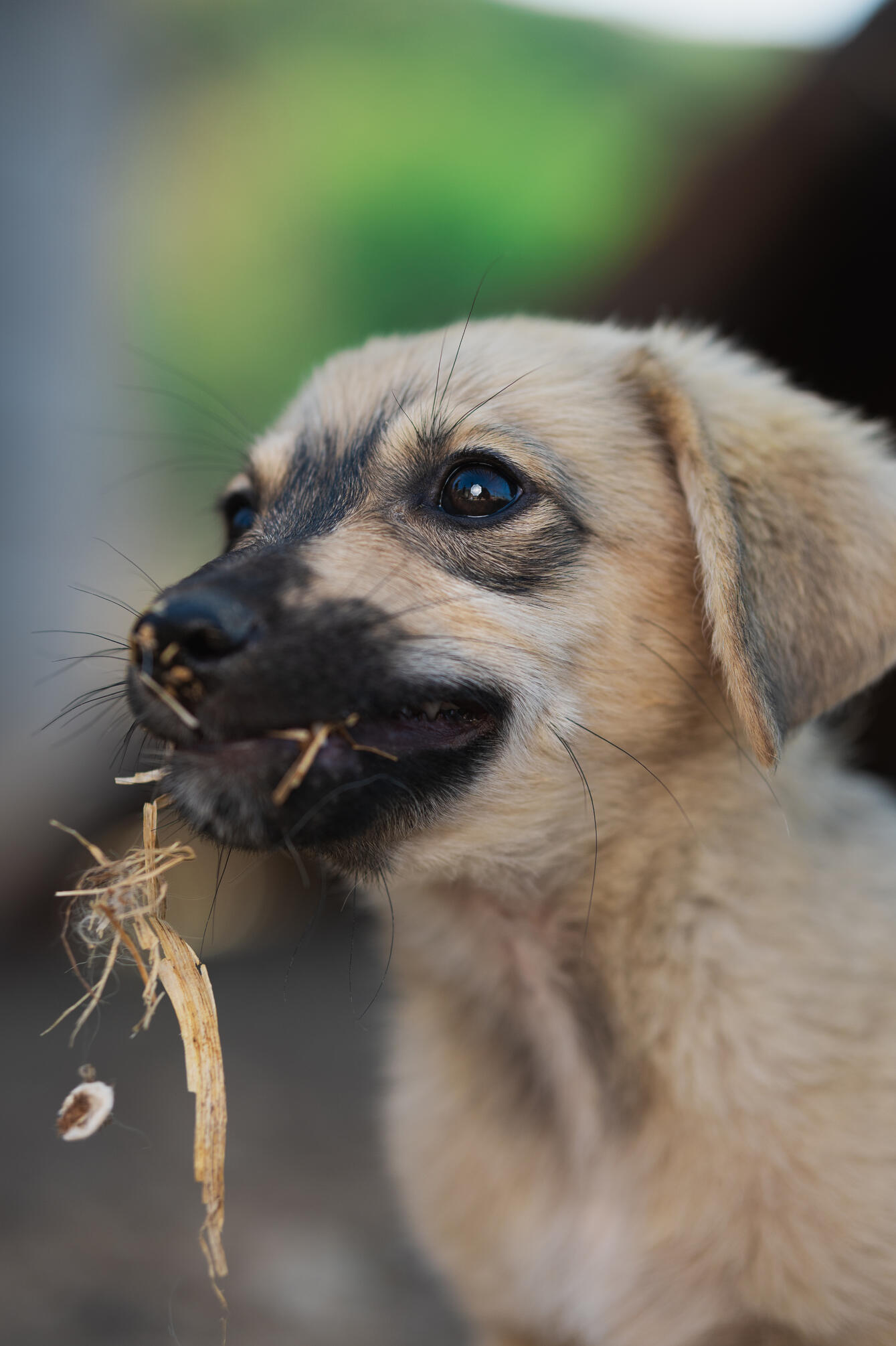 Animal shots — Eray Karatepe, 03